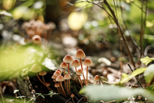 Un grupo de hongos no comestibles en el bosque de otoño.