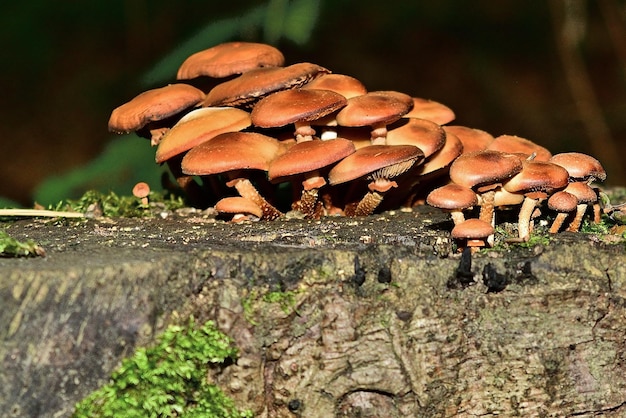 Un grupo de hongos en el tocón de un árbol