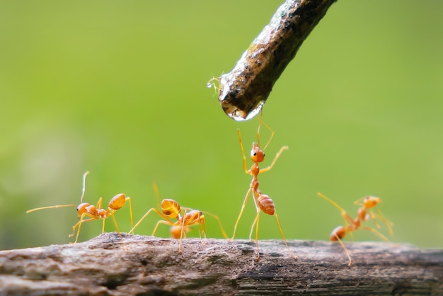 Foto un grupo de hormigas están bebiendo agua de un arroyo