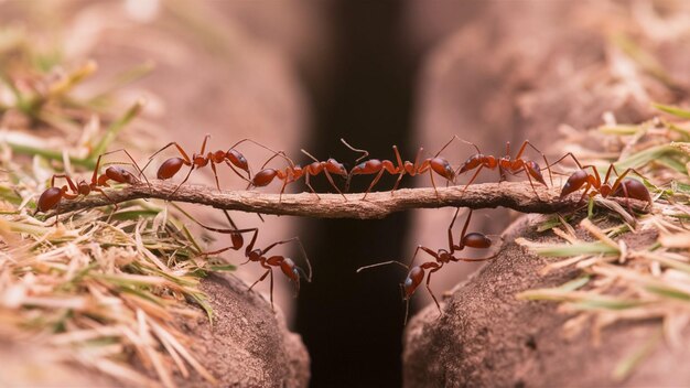 un grupo de hormigas rojas están subiendo a una rama de un árbol