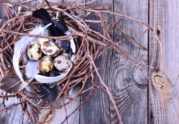 Grupo de huevos de codorniz en un nido de ramitas en una superficie de madera gris