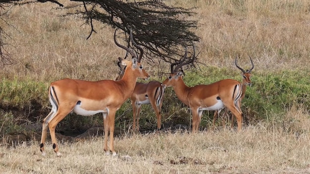 Un grupo de impalas están parados en un campo.