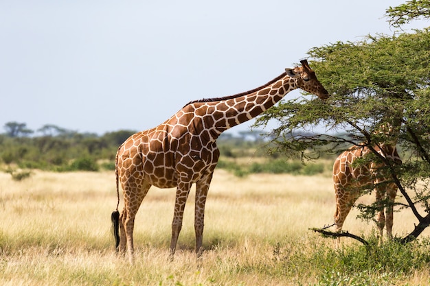 Un grupo de jirafas se come las hojas de las acacias.