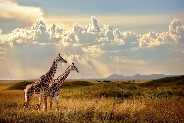 Grupo de jirafas en el Parque Nacional Serengeti Atardecer al atardecer