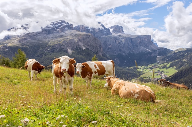 Grupo de jóvenes vacas curiosas en los Dolomitas italianos. Trentino Alto Adige, Italia