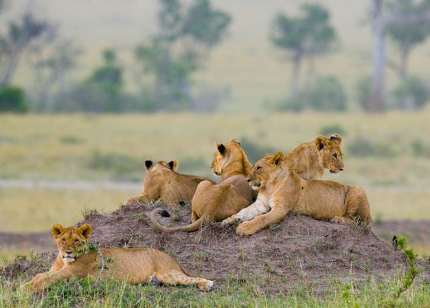 Grupo de leones jóvenes en la colina. Parque Nacional. Kenia. Tanzania. Masai Mara. Serengeti.