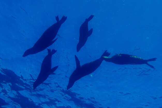 Un grupo de leones marinos focas silueta bajo el agua