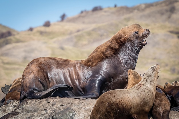 Grupo de leones marinos en una roca en el mar