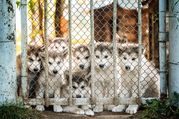 Grupo de lindo cachorro malamute de Alaska en jardín de hierba