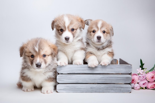 Grupo de lindos cachorros de corgi galés