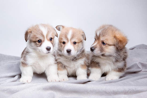 Un grupo de lindos cachorros de corgi galés