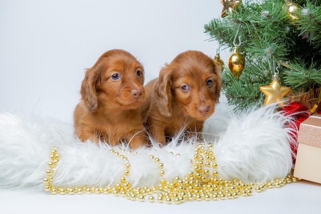 Un grupo de lindos cachorros dachshund en un fondo de Año Nuevo cerca del árbol de Navidad