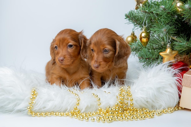 Un grupo de lindos cachorros dachshund en un fondo de Año Nuevo cerca del árbol de Navidad