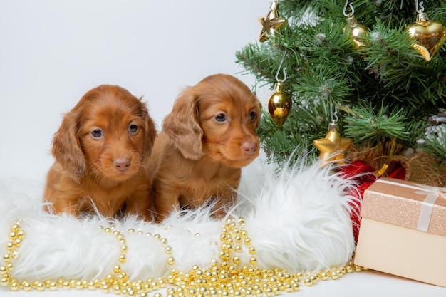 Un grupo de lindos cachorros dachshund en un fondo de Año Nuevo cerca del árbol de Navidad