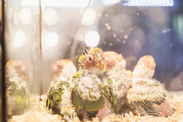 Un grupo de loros bebés están gritando, guacamayo hermoso bebé