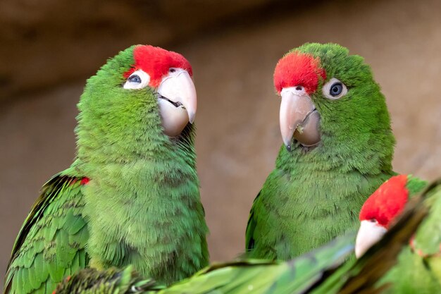 Foto grupo de loros psittacara frontatus loros verdes