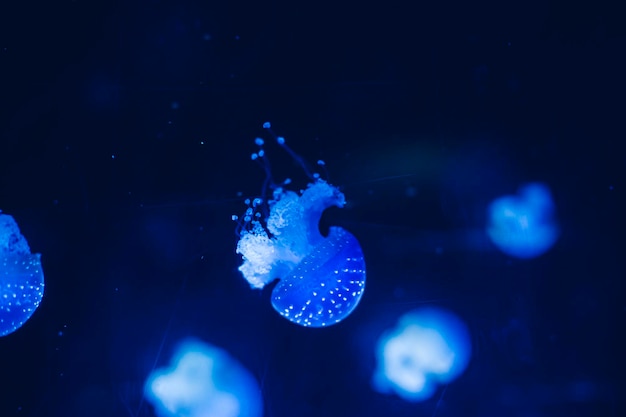 grupo luminiscente de medusas nadando en el fondo del mar. formas gelatinosas