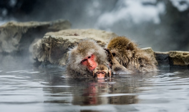 Grupo de macacos japoneses están sentados en el agua en una fuente termal. Japón. Nagano. Parque de los monos Jigokudani.