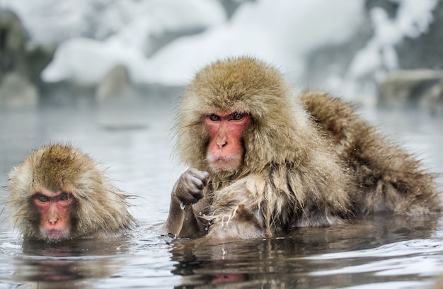 Grupo de macacos japoneses están sentados en el agua en una fuente termal. Japón. Nagano. Parque de los monos Jigokudani.