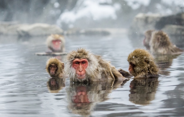 Grupo de macacos japoneses están sentados en el agua en una fuente termal