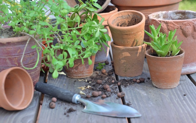 Grupo de macetas de terracota y plantas suculentas en una mesa de jardín