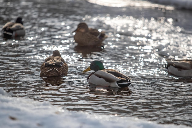 Un grupo de machos y hembras de mallard nadan en un pequeño río en un parque en invierno