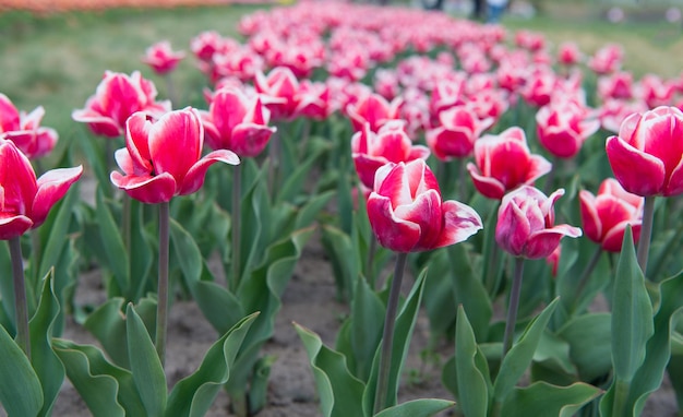 Grupo de macizo de flores de tulipán de vacaciones rosa. Campos de tulipanes en flor. parque de paisajes de primavera. país de tulipanes. belleza del campo floreciente. famoso festival de los tulipanes. Fondo de la naturaleza.