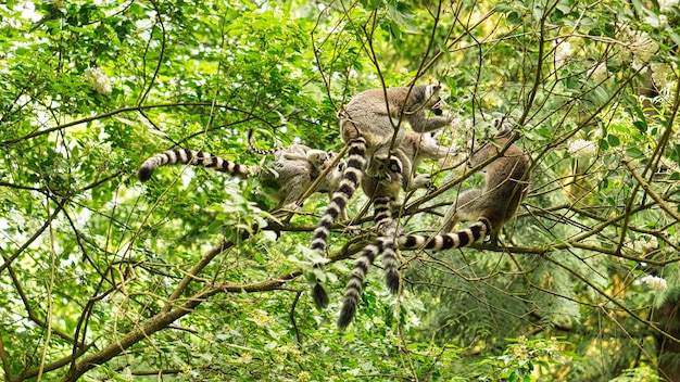 Un grupo de maki jugando en el árbol.