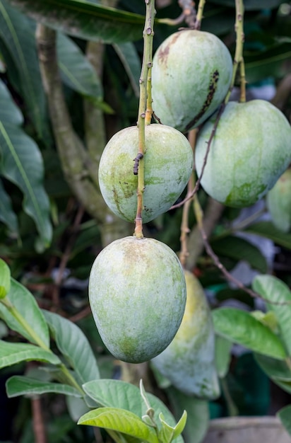 Un grupo de mango verde crudo fresco colgando del árbol de cerca