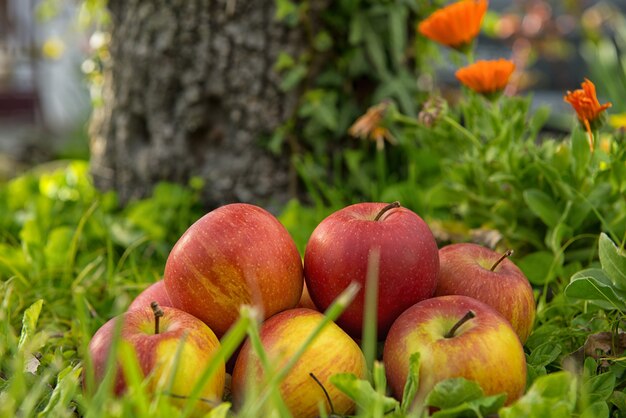 Grupo de manzanas en la hierba, cerca de un árbol