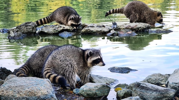 Grupo de mapaches sobre las rocas en el agua.