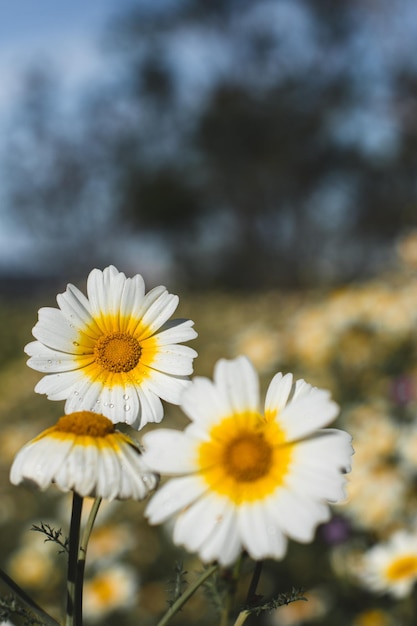 un grupo de margaritas están en un campo de flores