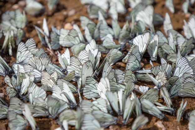 Grupo de mariposa blanca de venas negras o aporía crataegi siberia rusia