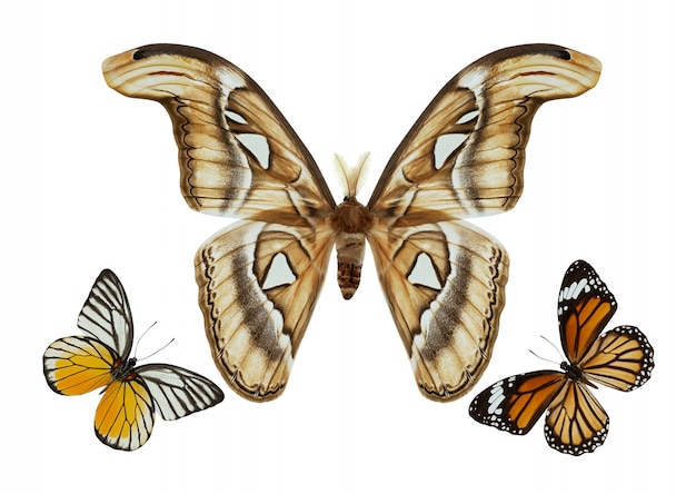 Grupo de mariposas aislado