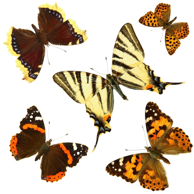 Grupo de mariposas