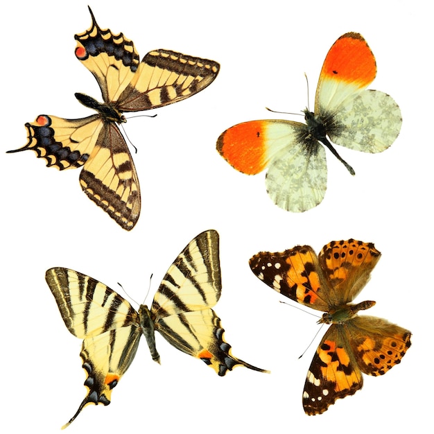 Grupo de mariposas