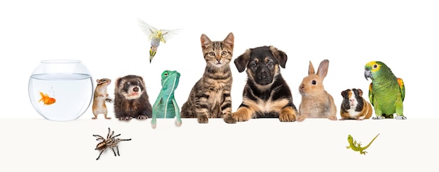 Grupo de mascotas apoyadas juntas en un banner web vacío para colocar texto Gatos perros conejo hurón roedor pez reptil pájaro