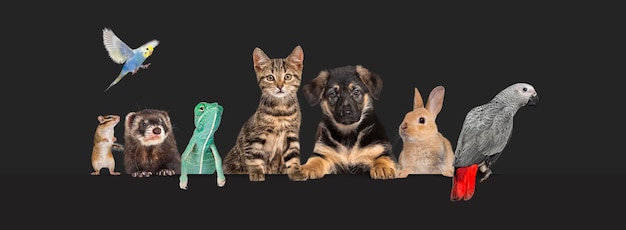 Grupo de mascotas apoyándose juntas en un banner web vacío para colocar texto Gatos perros conejo hurón roedor reptil pájaro