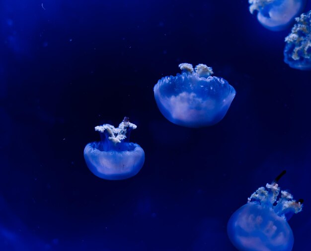 Grupo de medusas azul claro nadando en el acuario