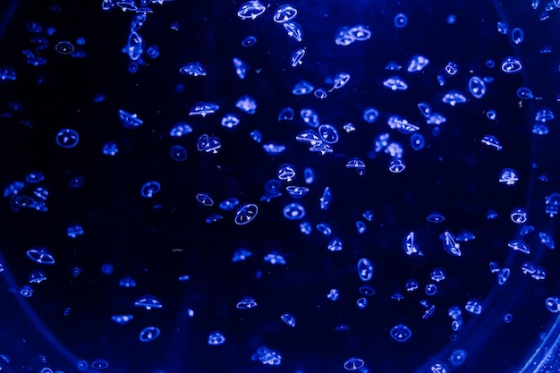 Foto grupo de medusas azul claro nadando en el acuario