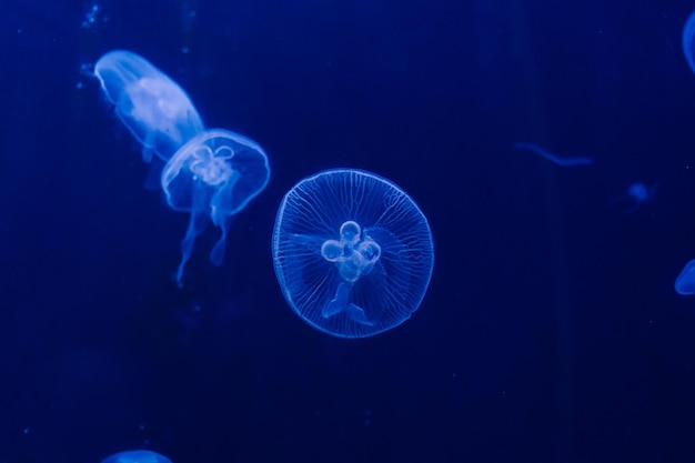 Grupo de medusas azul claro nadando en el acuario