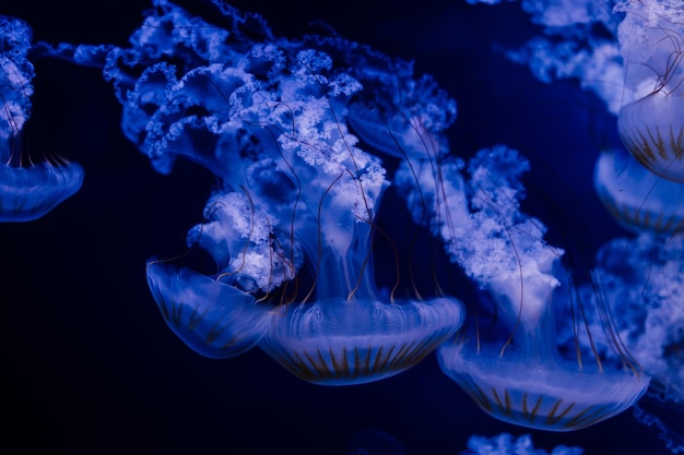 Un grupo de medusas azul claro nadando en un agua.