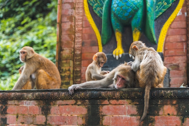 Grupo de monos en el templo de Swayambhunath o templo de los monos en Katmandú, Nepal. Madre mono con sus bebés. Foto de stock.