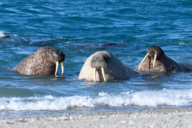 Grupo de morsa en agua, de cerca. Mamífero marino ártico.