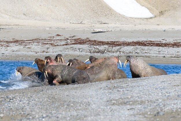 Grupo de morsa descansando en la orilla del mar Ártico.