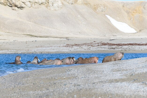 Grupo de morsa descansando en la orilla del mar Ártico.