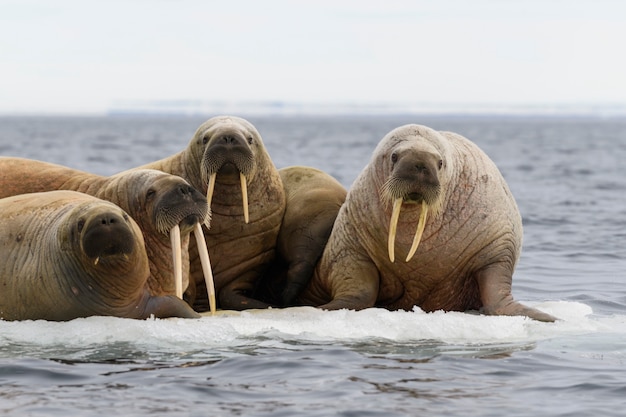 Grupo de morsa descansando sobre témpano de hielo en el mar Ártico.