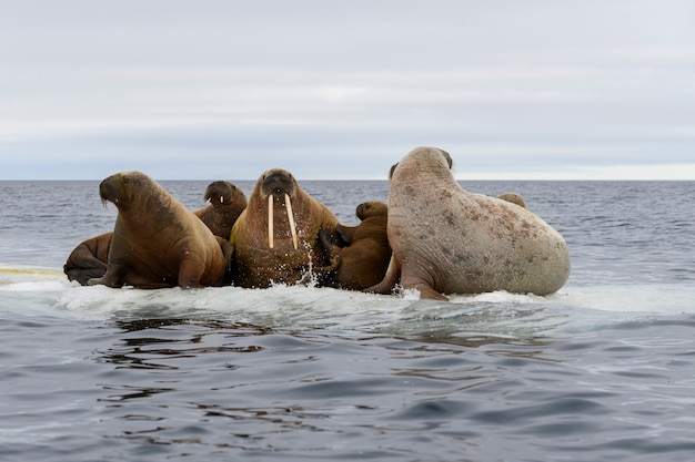 Grupo de morsa descansando sobre témpano de hielo en el mar Ártico.