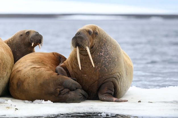 Grupo de morsa descansando sobre témpano de hielo en el mar Ártico.
