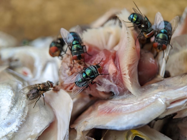 Un grupo de moscas está comiendo un pez.